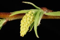 Salix exigua. Male catkin at early stage.
 Image: D. Glenny © Landcare Research 2020 CC BY 4.0